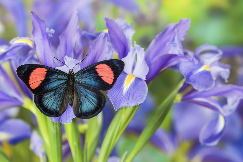 Unveiling the Magnificent Butterfly Within: Your Hidden Beauty and Greatness